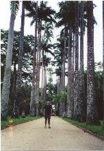 Jardim Botanico (Botanical Garden) (1)